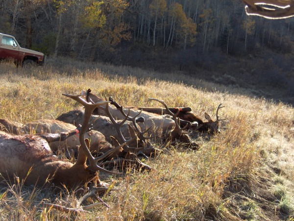 Outfitted Elk Hunt