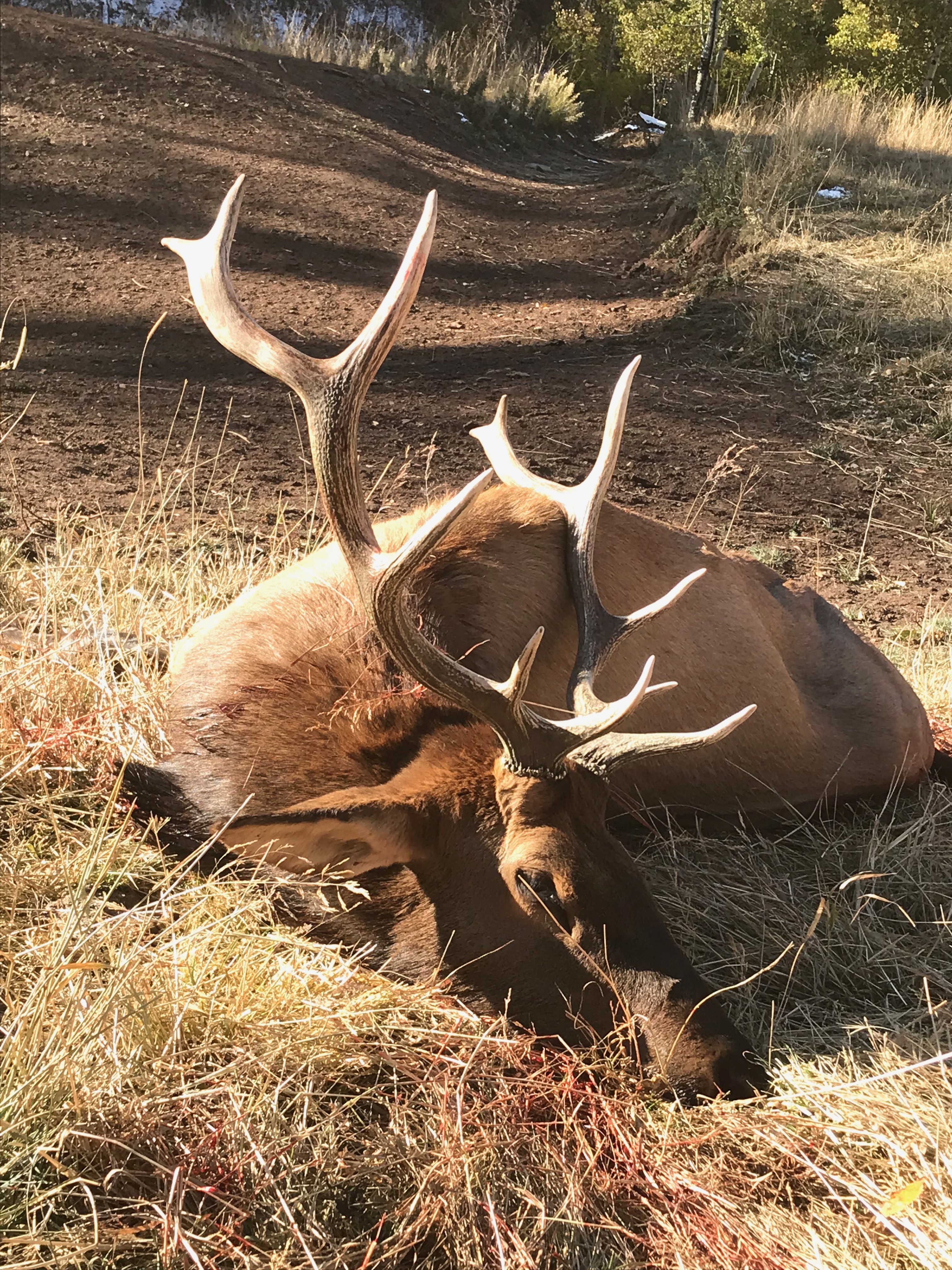 2019 Elk Hunting