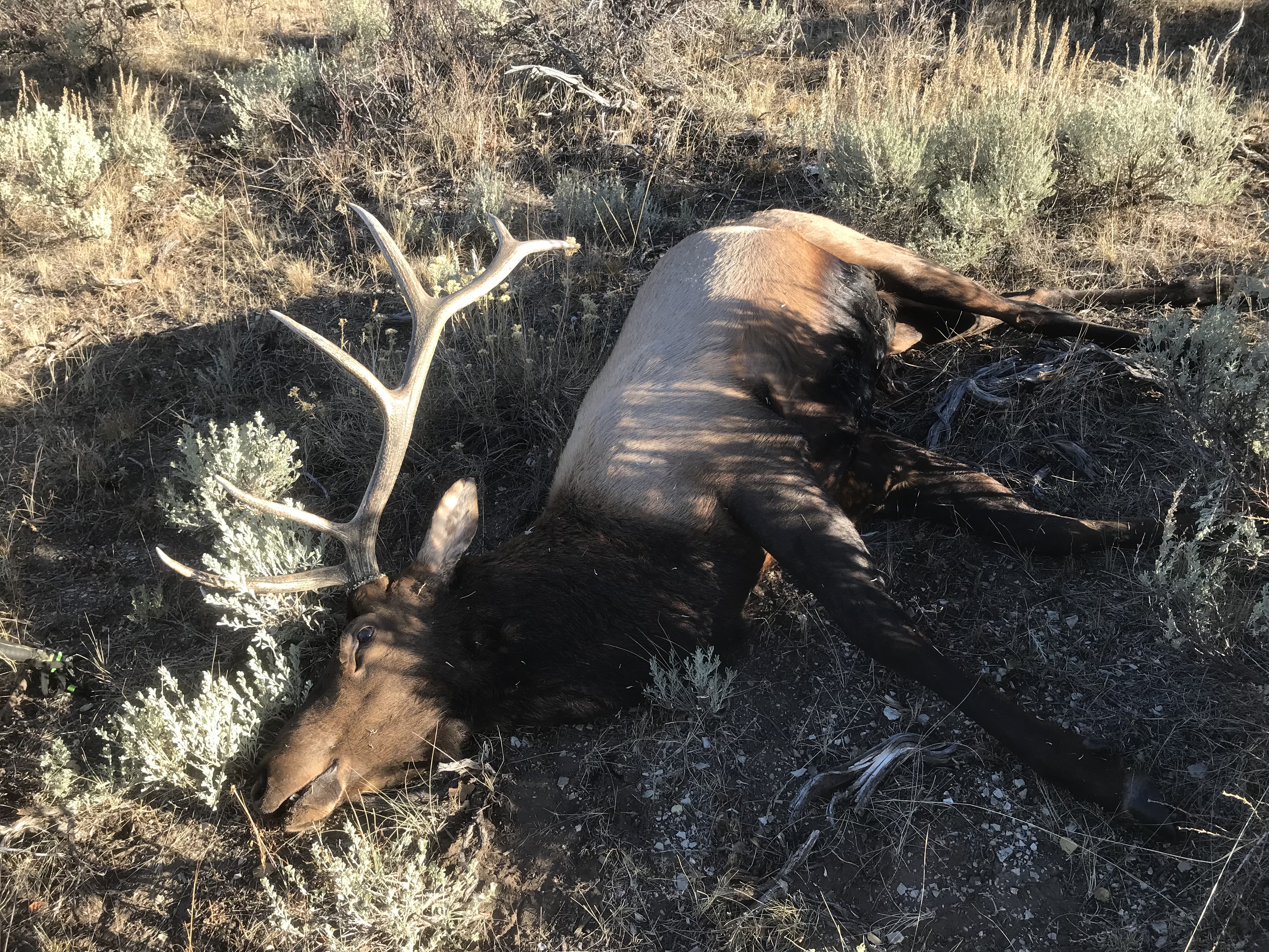 2019 Elk Hunting