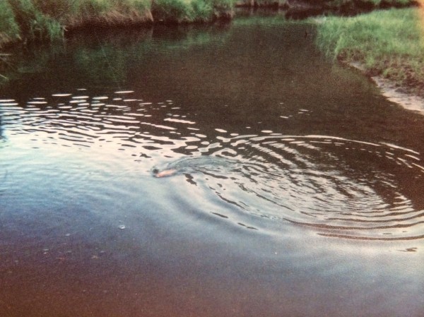 Glenwood Fly-Fishing