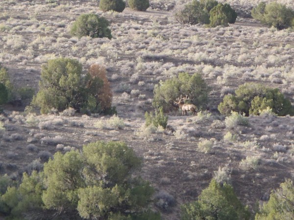 Elk Spotting