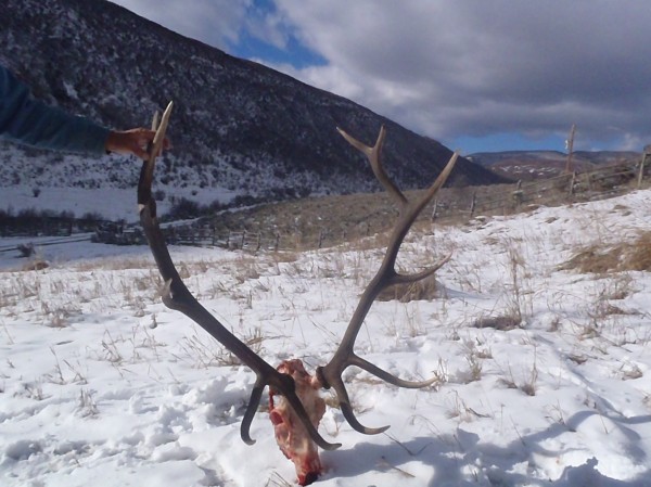 Elk Hunting in Northwestern Colorado